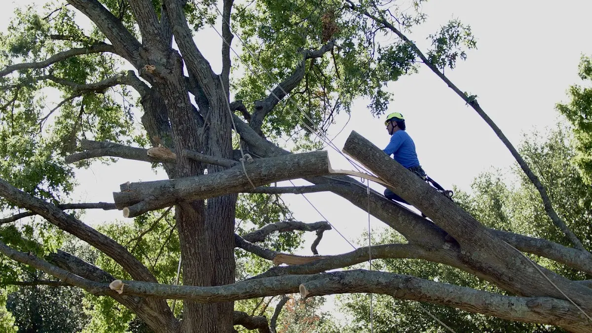 Professional Hazardous Tree Removal performed by certified arborists in New Boston