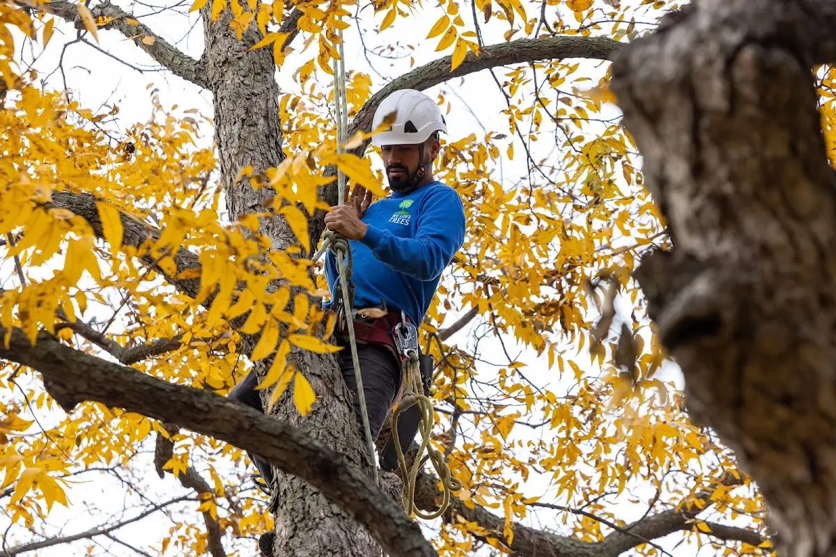 Skilled Storm Damage Cleanup crew working in New Boston